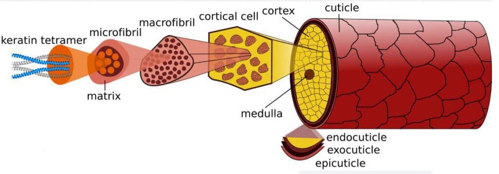 Cuticle scales form the outermost protective layer of lash and brow hairs, playing a crucial role in hair health and treatment outcomes.